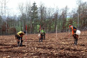 Stadt lässt 4.100 Bäume im Harzrigi-Wäldchen pflanzen