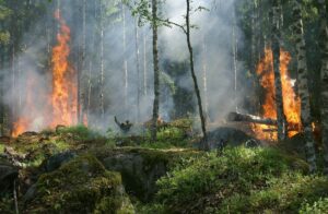 Offene Feuer und Rauchen in Wäldern verboten