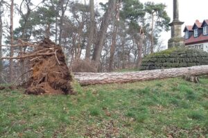 Die Führung im Historischen Landschaftspark Spiegelsberge beschäftigt sich mit der Zukunft des Baumbestandes