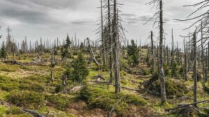 Weiter sinkende Wasserstände auch im Harz mit steigender Waldbrandgefahr